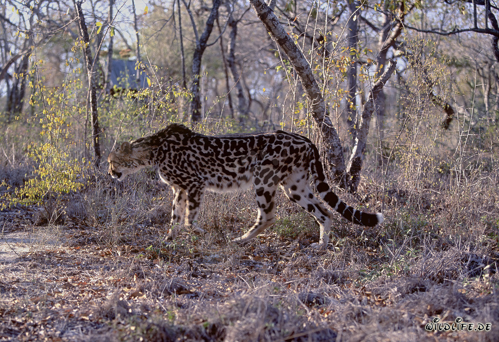 Raro Ghepardo Reale - Maestoso Grande Felino in Sudafrica