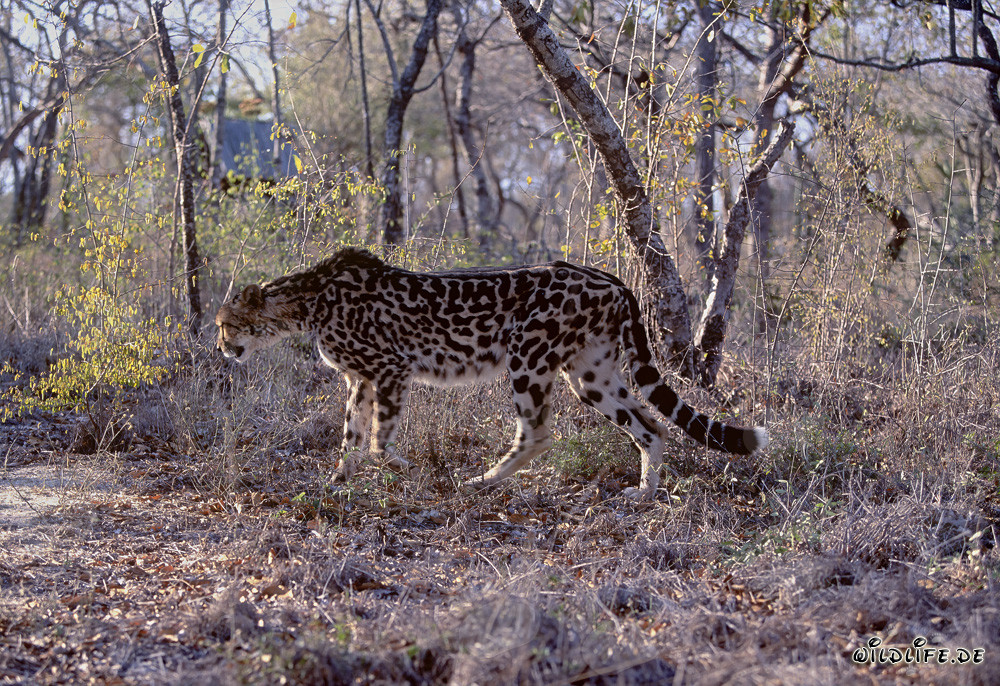Rare Guepard Royal - Majestueux Grand Félin en Afrique du Sud