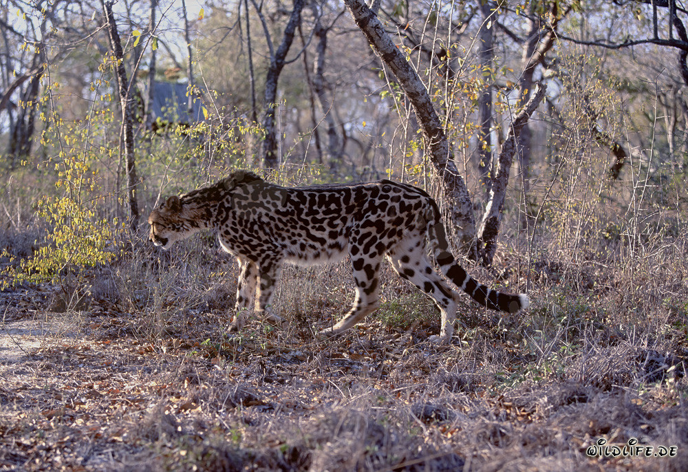 Raro Guepardo Real - Majestuoso Gran Felino en Sudáfrica