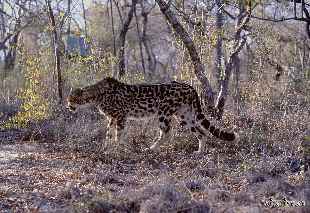 Rare King Cheetah - Majestic Big Cat in South Africa