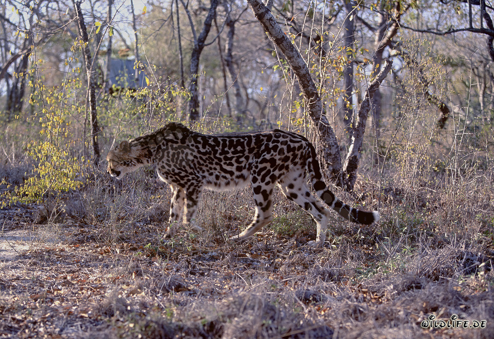 Seltener Königsgepard - Majestätischer Big Cat in Südafrika