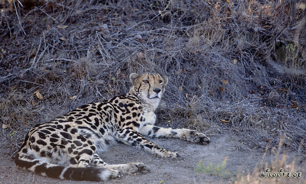 King Cheetah in the dry bush