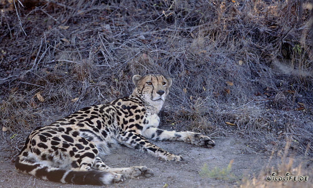 Königsgepard im trockenen Busch