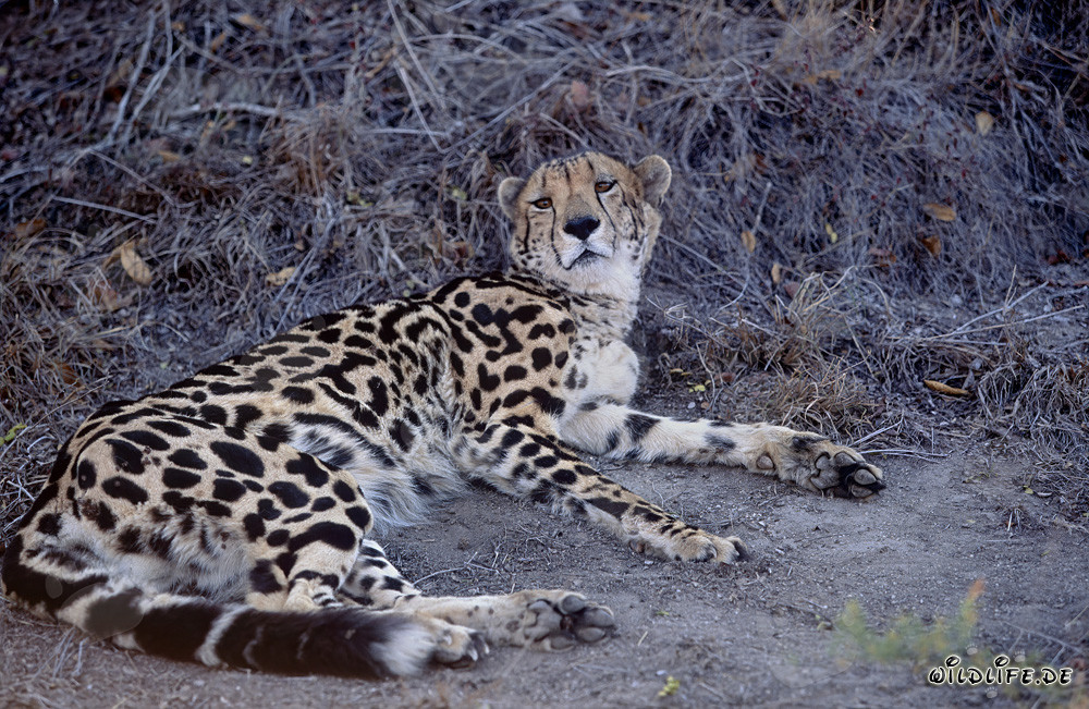 Rare guépard royal se repose en captivité