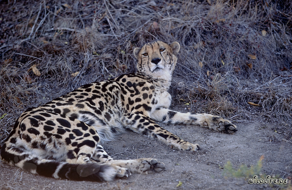 Rare king cheetah relaxing in captivity