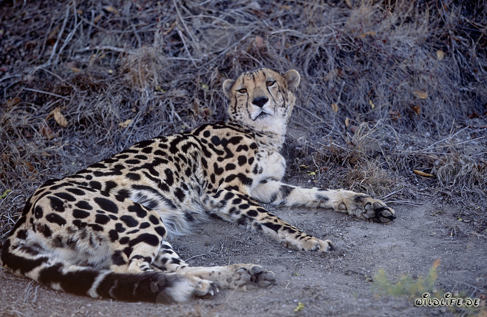 Seltener Königsgepard entspannt sich in Gefangenschaft