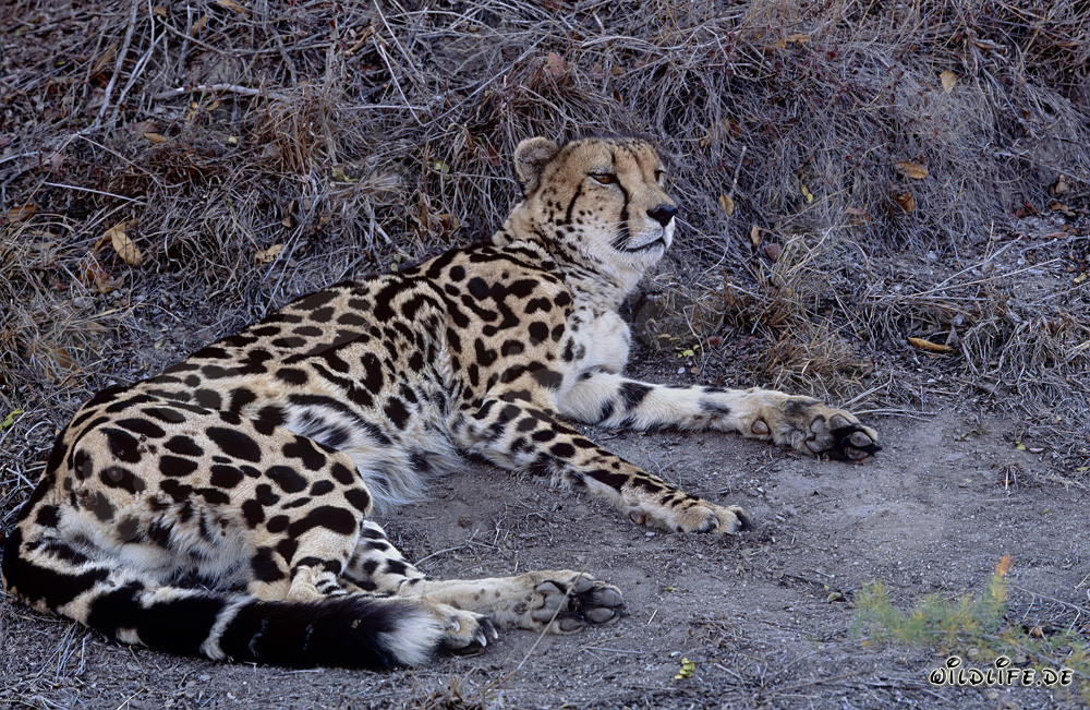 Guepard royal au repos au Centre de recherche et d'élevage de Hoedspruit, Afrique du Sud