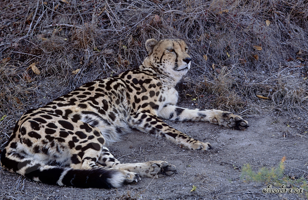 Guepardo real descansando en el Centro de Investigación y Cría de Hoedspruit, Sudáfrica