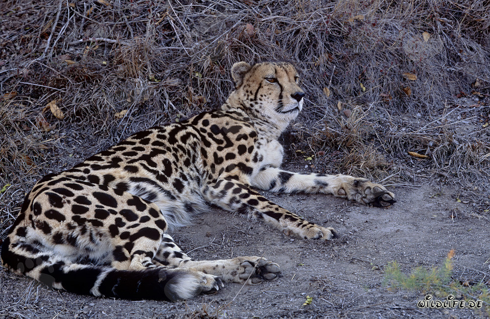 Dormant King Cheetah at Hoedspruit Research & Breeding Centre, South Africa