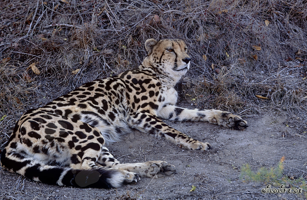 Ruhender Königsgepard in Hoedspruit Research & Breeding Centre, Südafrika