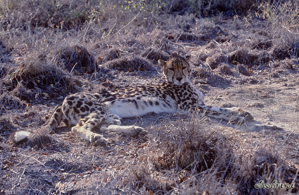 Koenigsgepard ruht sich aus