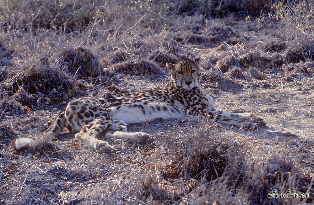 Leopardo real descansando