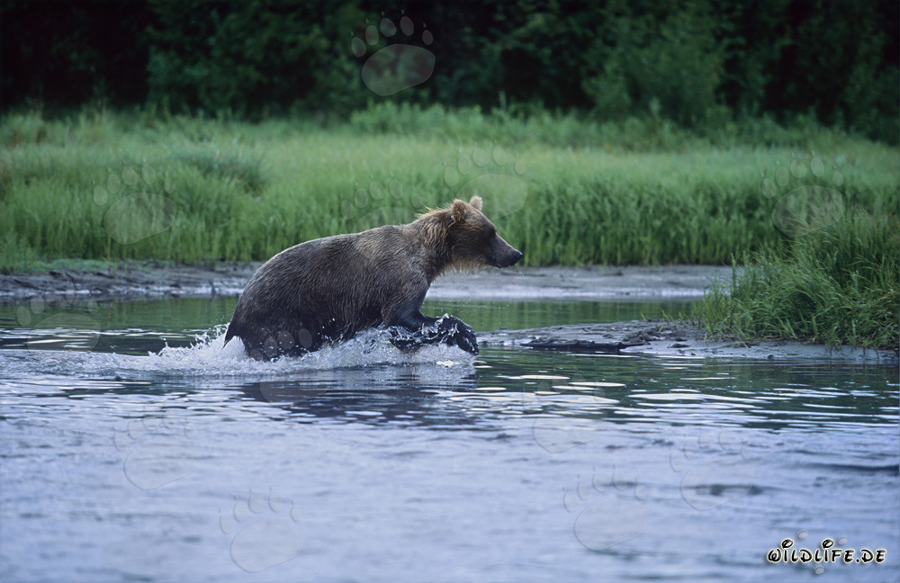 Braunbär beim Lachsfischen in einem wilden Fluss in Alaska