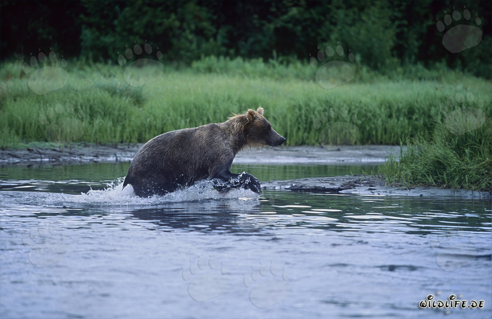 Brown bear fishing for salmon in a rugged river in Alaska