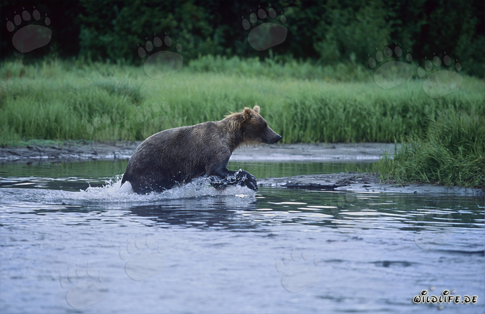Oso pardo pescando salmón en un río salvaje en Alaska