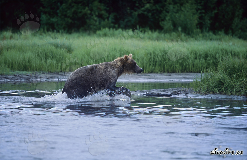 Ours brun pêchant le saumon dans une rivière sauvage en Alaska