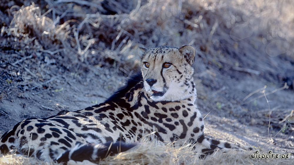 Ghepardo reale si riposa - Ritratto maestoso del felino predatore