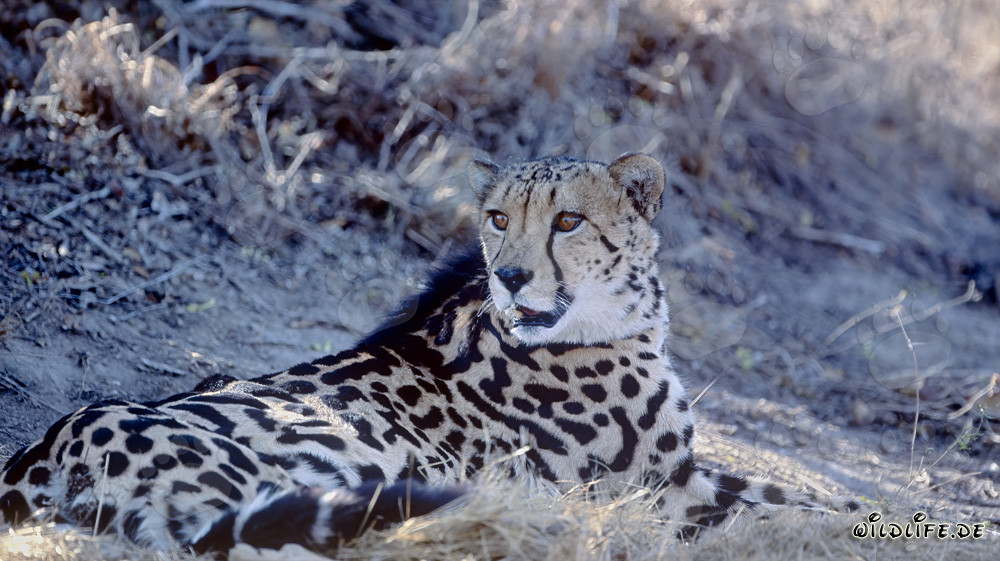 Guépard royal se repose - Portrait majestueux du félin