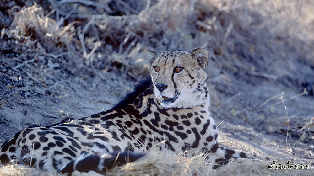 King Cheetah Resting - Majestic Predator Cat Portrait