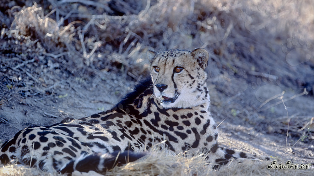 Königsgepard ruht sich aus - Majestätischer Raubkatzenportrait