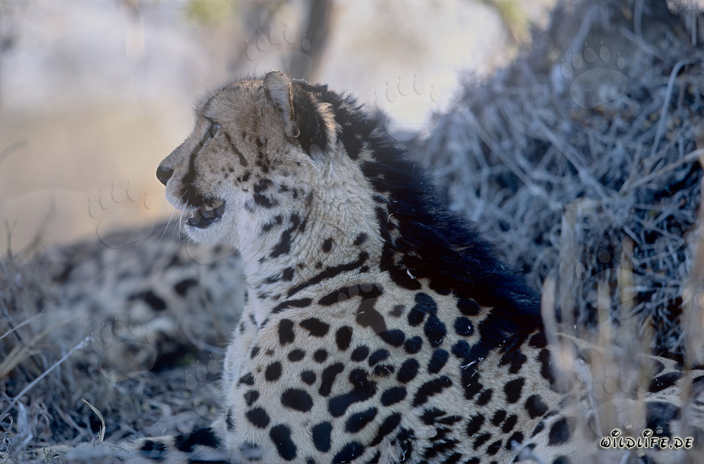 Observer le majestueux guépard royal dans la nature sauvage