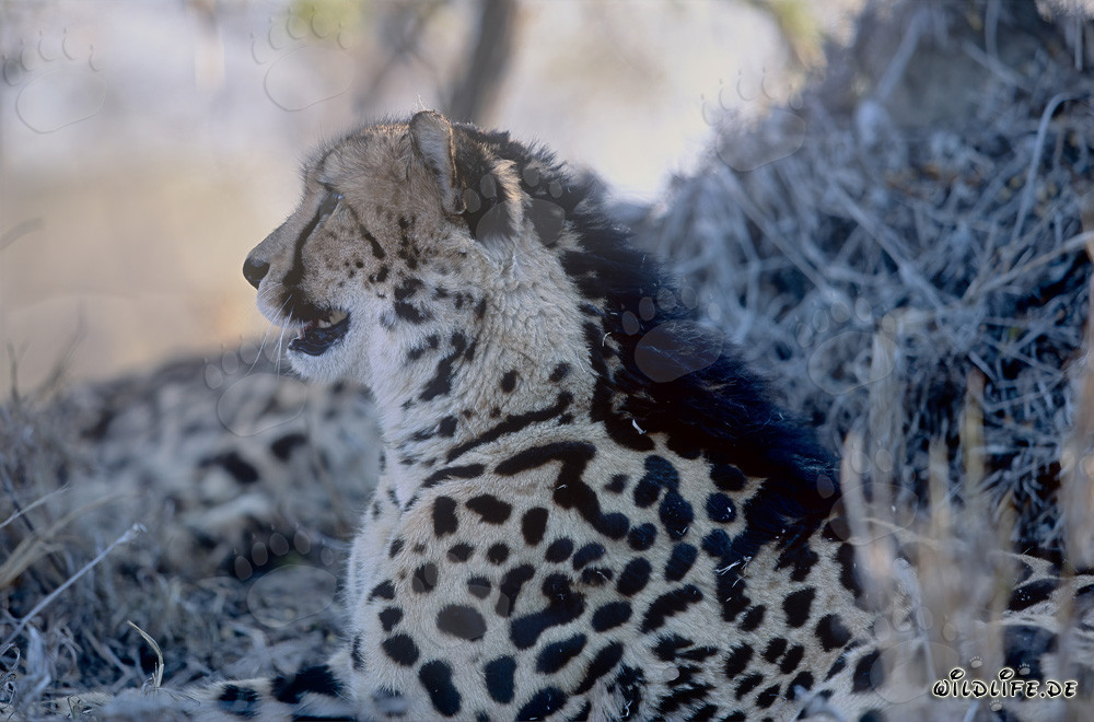 Observar al majestuoso guepardo real en la naturaleza salvaje