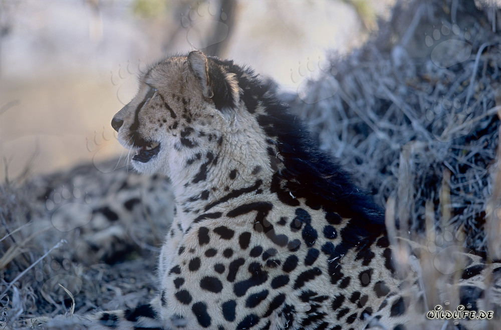 Observing Majestic King Cheetah in the Wild