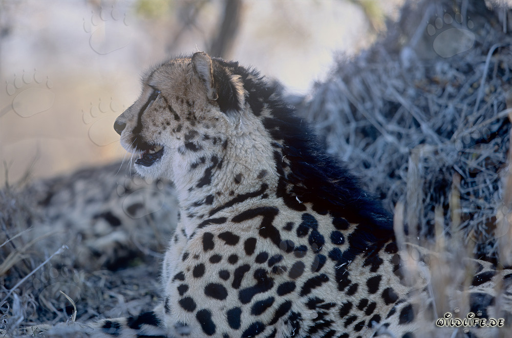 Majestätischer Königsgepard in der Wildnis beobachten