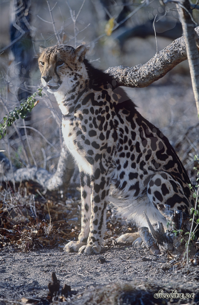 Guépard royal observant attentivement son environnement
