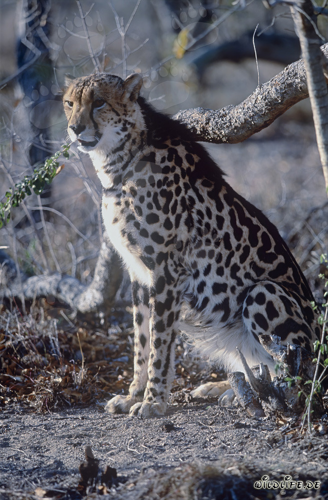 King Cheetah attentively observes the surroundings