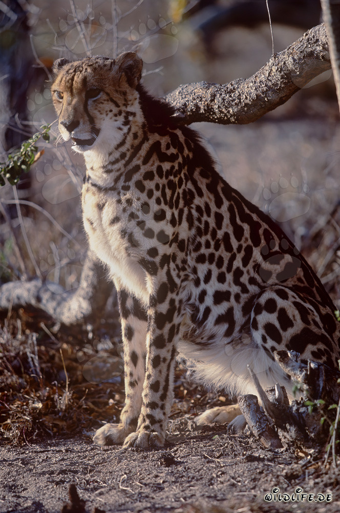 Le rare guépard royal s'inquiète