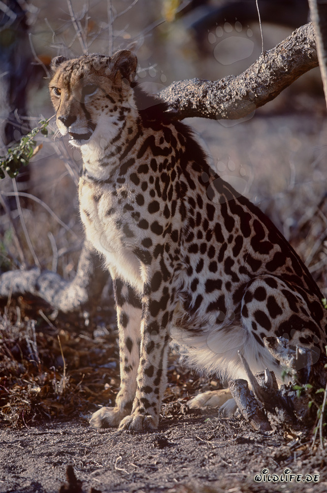 The rare King Cheetah is worried