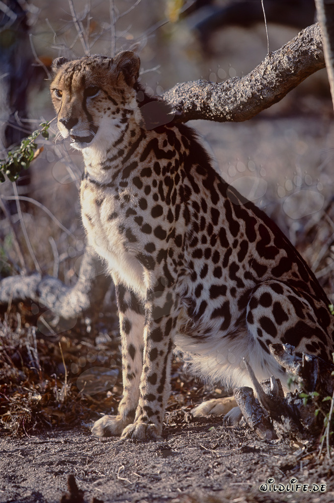 Der seltene Königsgepard macht sich Sorgen