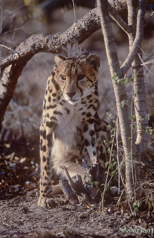 Guépard royal rare sous une branche en captivité