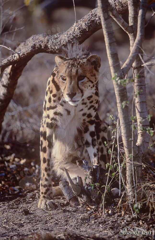 Rare King Cheetah under a tree branch in captivity