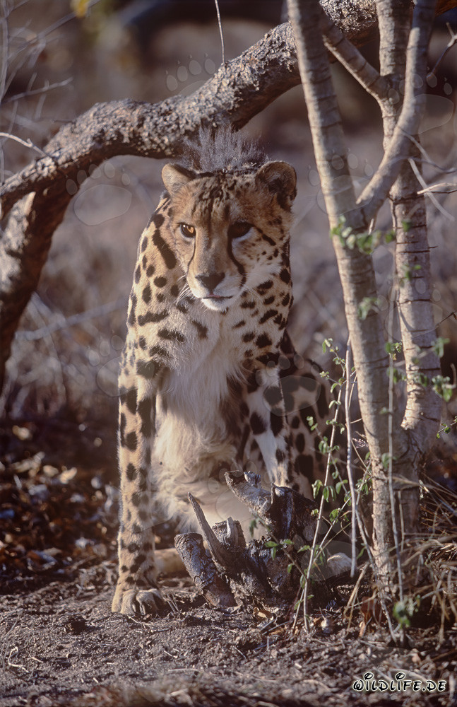 Seltener Königsgepard unter einem Ast in Gefangenschaft