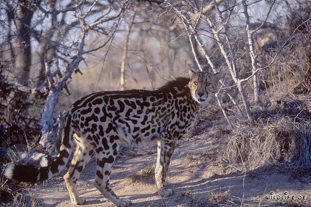 Rarest Cheetah observe la situation