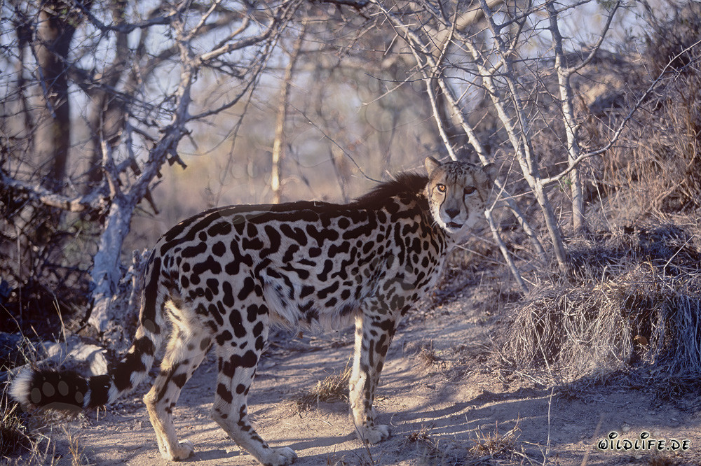 Rare King Cheetah surveys the situation
