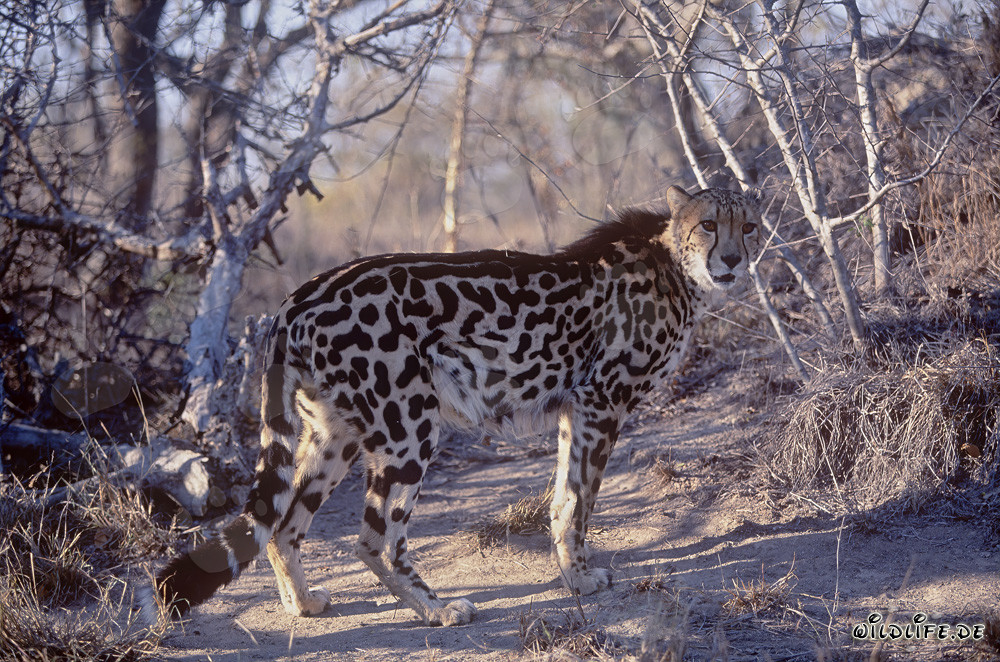 Guépard royal fascinant observant attentivement son environnement