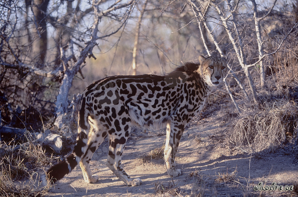 Fascinating King Cheetah attentively observes the surroundings