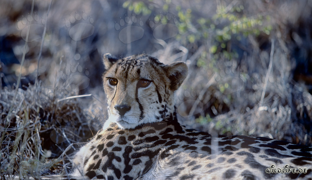 El majestuoso guepardo real en Sudáfrica