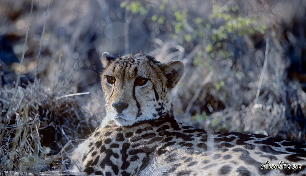 Le majestueux guépard royal en Afrique du Sud
