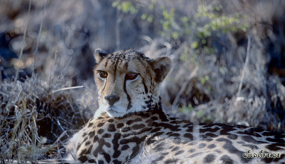 Der majestätische Königsgepard in Südafrika