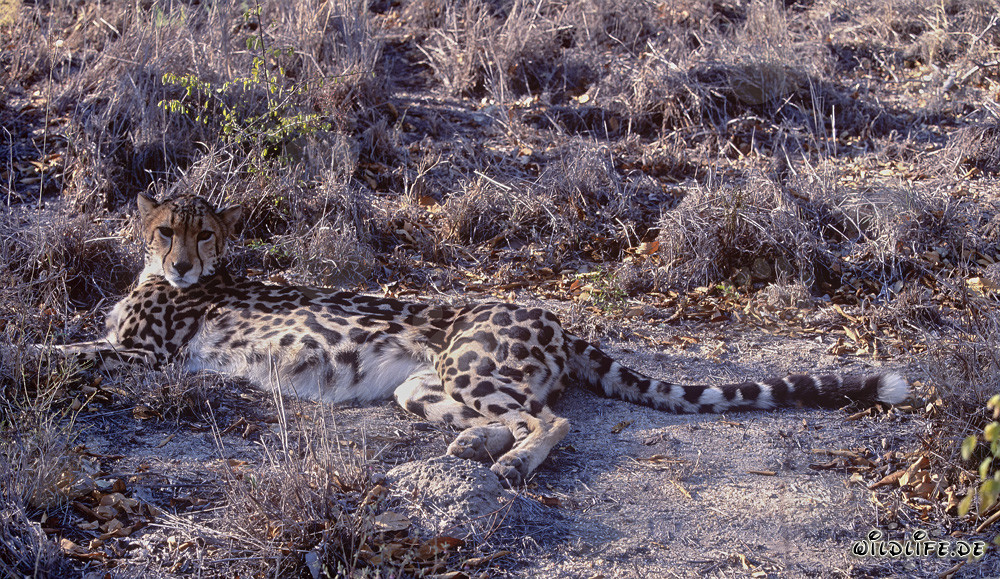 Le majestueux guépard royal se détend au soleil