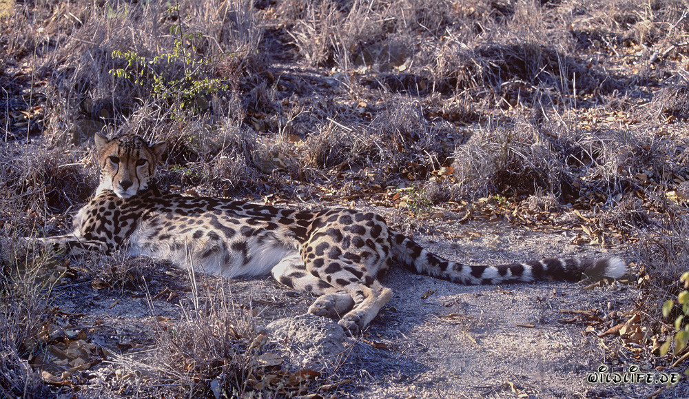 The majestic king cheetah relaxing in the sun