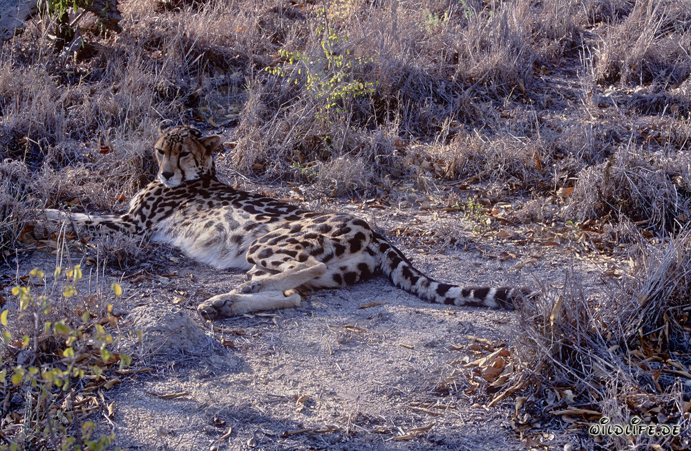 King Cheetah - Majestic Hunter of the Savanna