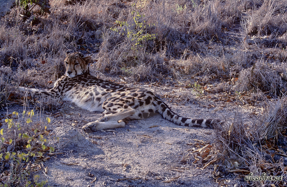 Königsgepard - Majestätischer Jäger der Savanne