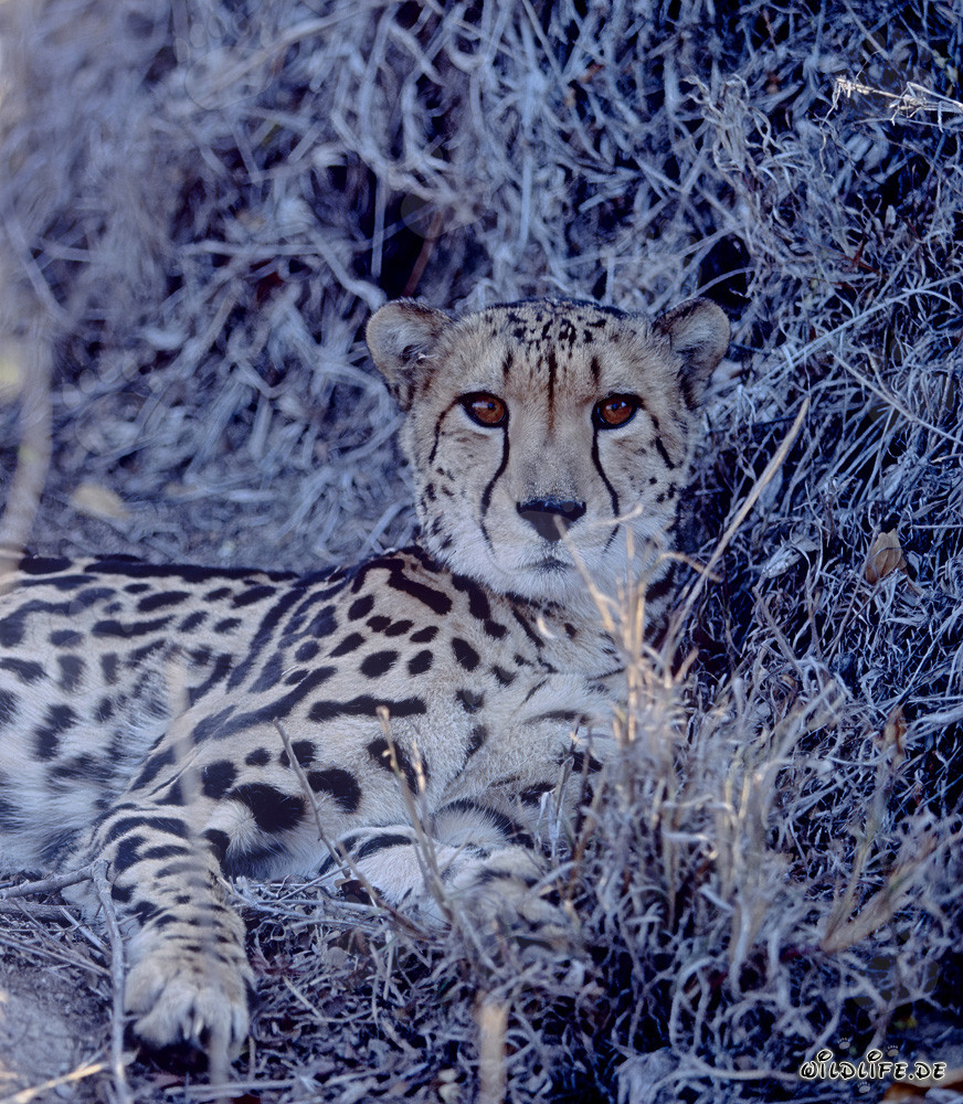 Guépard royal devant un buisson desséché