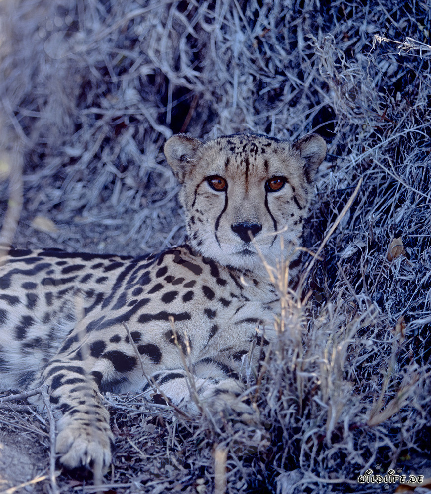 King Cheetah before desiccated bush
