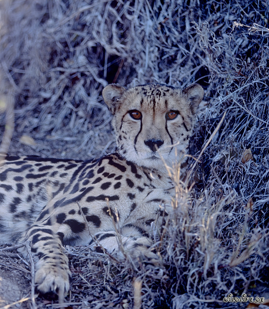 Königsgepard vor ausgetrocknetem Busch